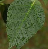 javor Davidův <i>(Acer davidii)</i> / List