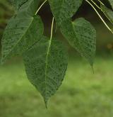 javor Davidův <i>(Acer davidii)</i> / List