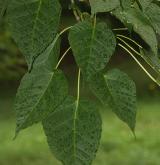 javor Davidův <i>(Acer davidii)</i> / List