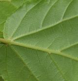 javor Davidův <i>(Acer davidii)</i> / List