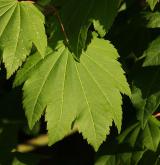 javor okrouhlolistý <i>(Acer circinatum)</i> / List