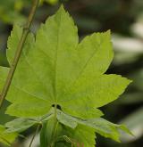 javor okrouhlolistý <i>(Acer circinatum)</i> / List