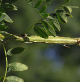javor čtyřčetný <i>(Acer stachyophyllum)</i> / Větve a pupeny