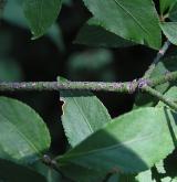 brslen bradavičnatý <i>(Euonymus verrucosus)</i> / Větve a pupeny