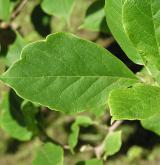 šácholan Soulangeův <i>(Magnolia ×soulangeana)</i> / List