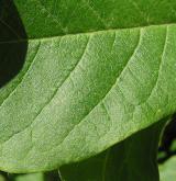 šácholan Soulangeův <i>(Magnolia ×soulangeana)</i> / List