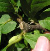 šácholan Soulangeův <i>(Magnolia ×soulangeana)</i> / Větve a pupeny