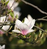 šácholan Soulangeův <i>(Magnolia ×soulangeana)</i> / Květ/Květenství