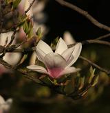 šácholan Soulangeův <i>(Magnolia ×soulangeana)</i> / Květ/Květenství