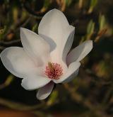 šácholan Soulangeův <i>(Magnolia ×soulangeana)</i> / Květ/Květenství