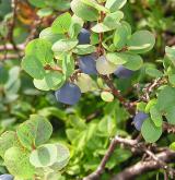 brusnice bahenní <i>(Vaccinium uliginosum)</i> / Plod