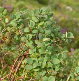 brusnice bahenní <i>(Vaccinium uliginosum)</i> / Habitus