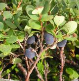 brusnice bahenní <i>(Vaccinium uliginosum)</i> / Plod