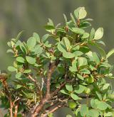 brusnice bahenní <i>(Vaccinium uliginosum)</i> / Habitus