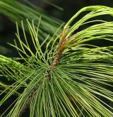 borovice Schwerinova <i>(Pinus ×schwerinii)</i> / Větve a pupeny