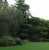 borovice Schwerinova <i>(Pinus ×schwerinii)</i> / Habitus