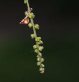 dub čárkolistý <i>(Quercus phellos)</i> / Květ/Květenství