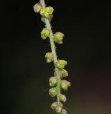 dub čárkolistý <i>(Quercus phellos)</i> / Květ/Květenství