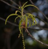 dub čárkolistý <i>(Quercus phellos)</i> / Květ/Květenství