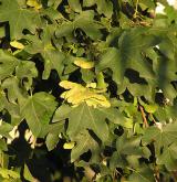 javor babyka <i>(Acer campestre)</i> / Habitus