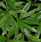 bříza Maximowiczova <i>(Betula maximowicziana)</i> / List