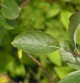 jeřáb sudetský <i>(Sorbus sudetica)</i> / List