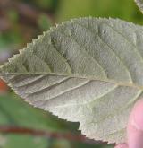 jeřáb sudetský <i>(Sorbus sudetica)</i> / List