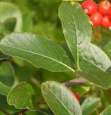 jeřáb sudetský <i>(Sorbus sudetica)</i> / List