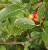 jeřáb sudetský <i>(Sorbus sudetica)</i> / List