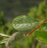 jeřáb sudetský <i>(Sorbus sudetica)</i> / List