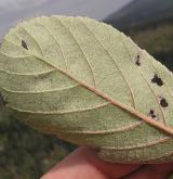jeřáb sudetský <i>(Sorbus sudetica)</i> / List