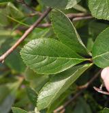 jeřáb sudetský <i>(Sorbus sudetica)</i> / List