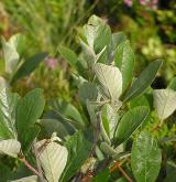 jeřáb sudetský <i>(Sorbus sudetica)</i> / List