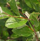 jeřáb sudetský <i>(Sorbus sudetica)</i> / List