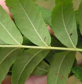 jeřáb oskeruše <i>(Sorbus domestica)</i> / List