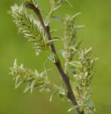 vrba plazivá <i>(Salix repens)</i> / Květ/Květenství