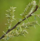 vrba plazivá <i>(Salix repens)</i> / Květ/Květenství
