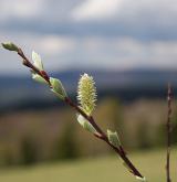 vrba ušatá <i>(Salix aurita)</i> / Květ/Květenství