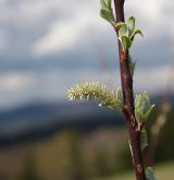 vrba ušatá <i>(Salix aurita)</i> / Květ/Květenství