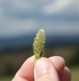 vrba ušatá <i>(Salix aurita)</i> / Květ/Květenství
