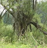 vrba lýkovcová <i>(Salix daphnoides)</i> / Habitus