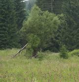 vrba lýkovcová <i>(Salix daphnoides)</i> / Habitus