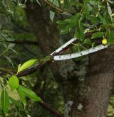 vrba lýkovcová <i>(Salix daphnoides)</i>