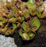 vrba bylinná <i>(Salix herbacea)</i> / Habitus