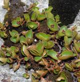 vrba bylinná <i>(Salix herbacea)</i> / Habitus