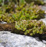 vrba bylinná <i>(Salix herbacea)</i> / Habitus