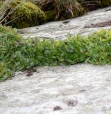 vrba bylinná <i>(Salix herbacea)</i> / Habitus