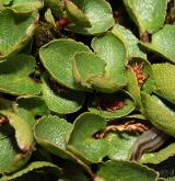 vrba bylinná <i>(Salix herbacea)</i> / Habitus