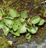 vrba bylinná <i>(Salix herbacea)</i> / Habitus