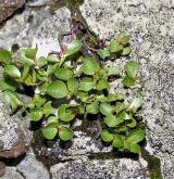 vrba bylinná <i>(Salix herbacea)</i> / Habitus